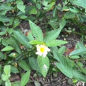 Photo of the plant species Ramgoat Dashalong by @ProCucumber96 named Sahara on Greg, the plant care app