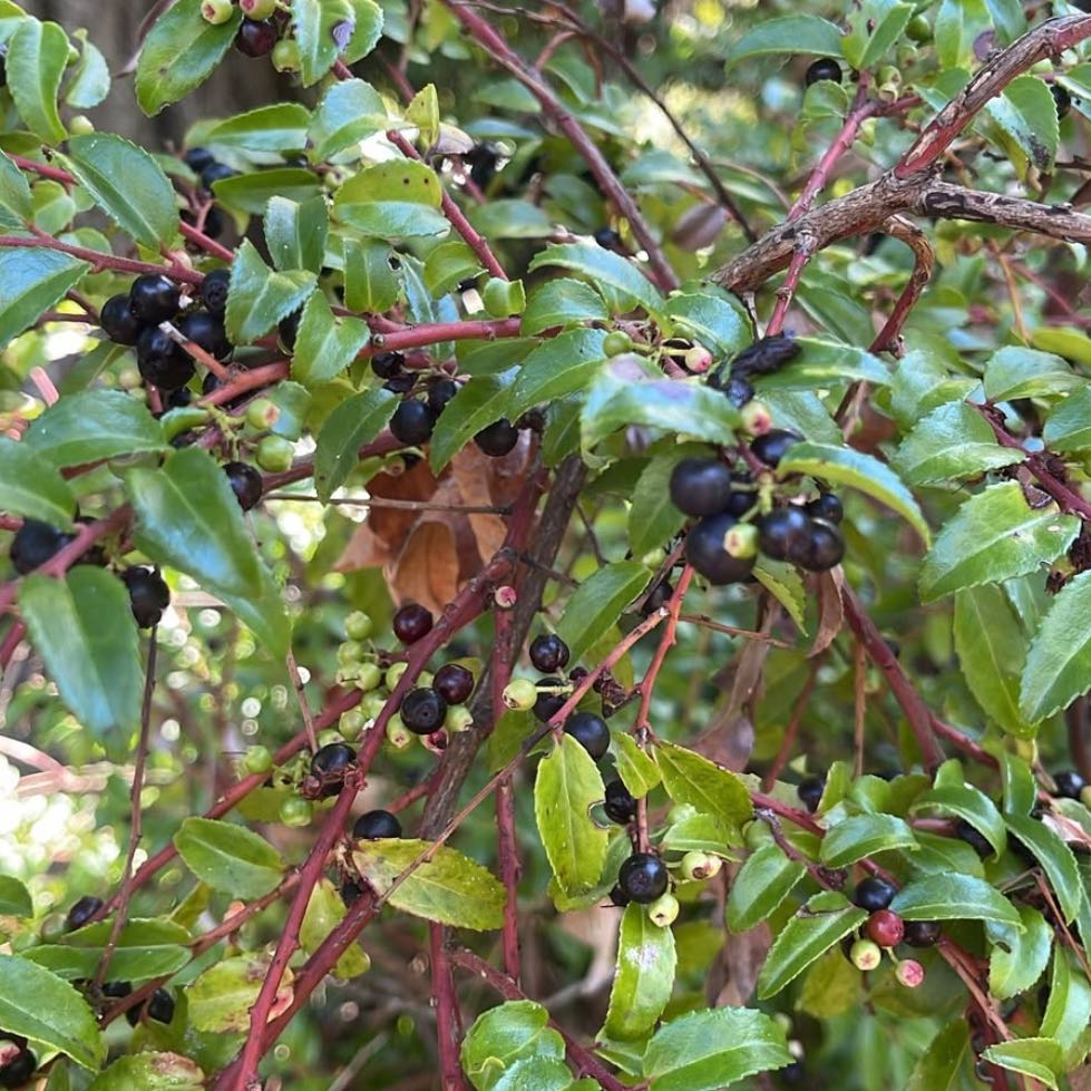 Photo of the plant species Evergreen Huckleberry by @GemFeltbush39 named Mollie on Greg, the plant care app