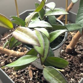 Photo of the plant species Hota Rosita by @ObservantFern82 named Rosie on Greg, the plant care app