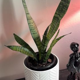 Photo of the plant species Zeylanica Snake Plant by @ObservantFern82 named Zeppelin on Greg, the plant care app