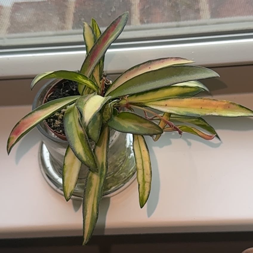 Photo of the plant species Hoya Wayetti by @ObservantFern82 named Lola on Greg, the plant care app