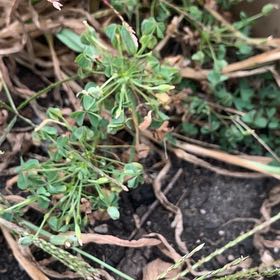 Photo of the plant species Annual Bluegrass by @MasterlyPeanut named Dax on Greg, the plant care app