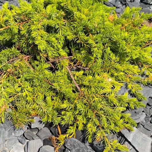 Photo of the plant species Gold Lace Juniper by @ExpertRosemoss0 named Harper on Greg, the plant care app