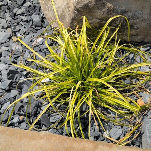 Photo of the plant species Japanese Forest Grass by @ExpertRosemoss0 named Marilyn on Greg, the plant care app