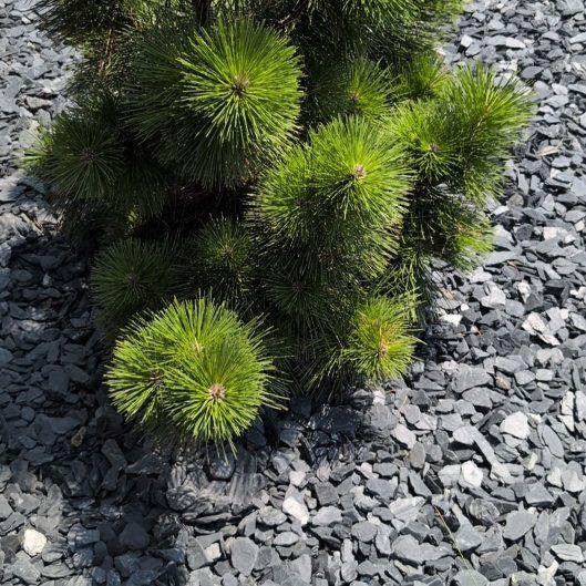Photo of the plant species Dwarf Mountain Pine by @ExpertRosemoss0 named Planty on Greg, the plant care app