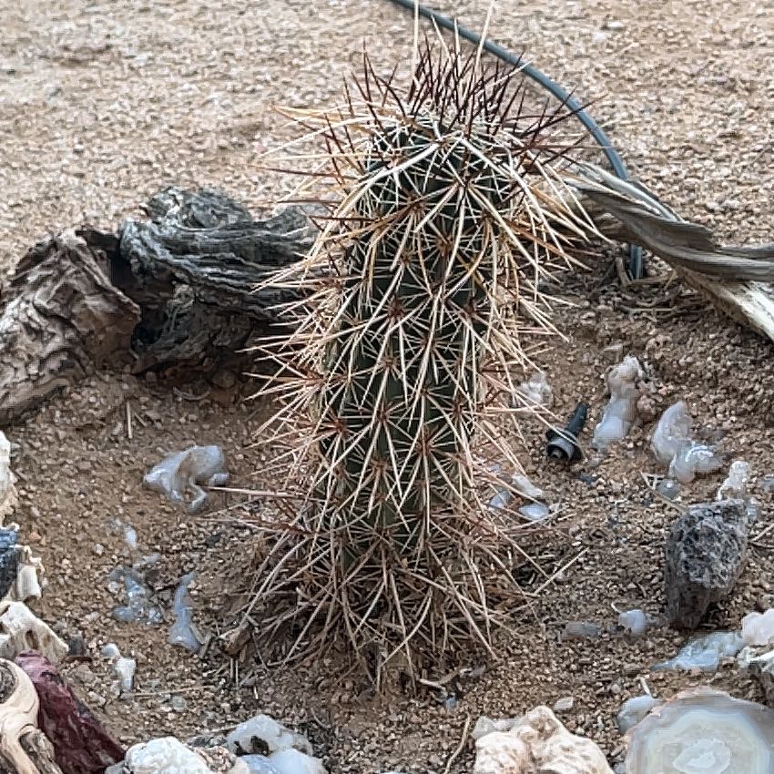 Photo of the plant species Engelmann's Hedgehog Cactus by @MajorBeans8 named Osmo on Greg, the plant care app