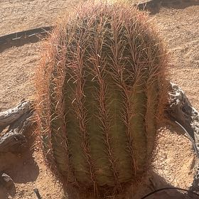 Photo of the plant species Compass Barrel Cactus by @MajorBeans8 named Aristotle on Greg, the plant care app