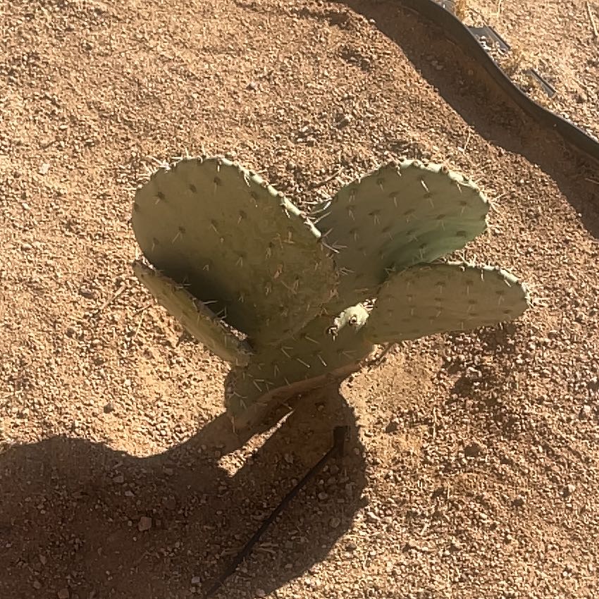 Photo of the plant species Snow Bunny by @MajorBeans8 named Gregarious on Greg, the plant care app