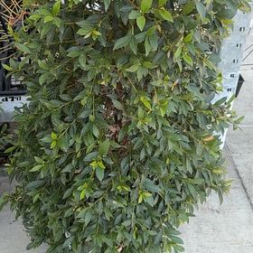 Photo of the plant species Eugenia by @PrizedAtom named Homer on Greg, the plant care app