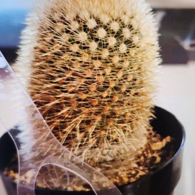 Photo of the plant species Spiny Pincushion Cactus by @SuppleLime89 named Walt on Greg, the plant care app