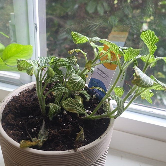 Photo of the plant species Mini White Fittonia by @dmeister444 named Wall-E on Greg, the plant care app