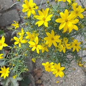 Photo of the plant species Whorled Tickseed by @TrySedum96 named Mando on Greg, the plant care app