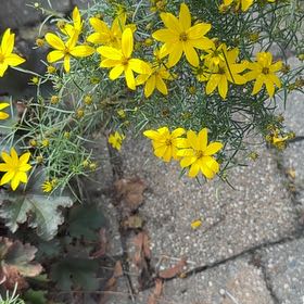 Photo of the plant species Whorled Tickseed by @TrySedum96 named LiloStitch on Greg, the plant care app