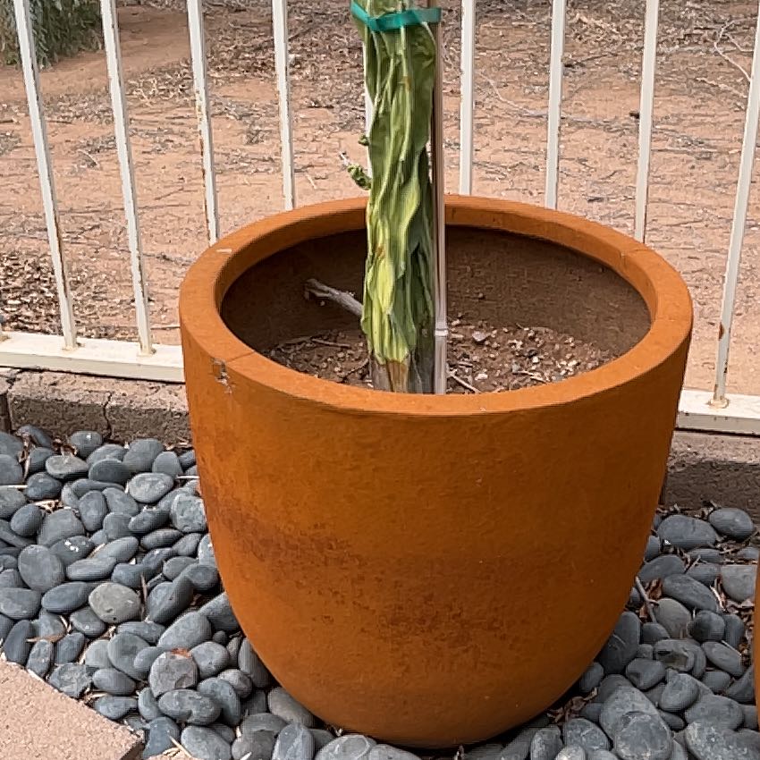 Photo of the plant species Totem Pole by @CaptainMum named Robert Plant on Greg, the plant care app