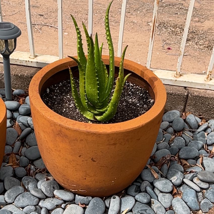 Photo of the plant species Starfish Aloe by @CaptainMum named Hemingway on Greg, the plant care app