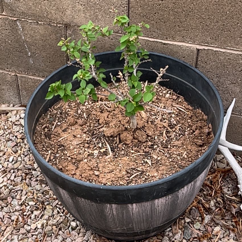Photo of the plant species Bougainvillea by @CaptainMum named Cleopatra on Greg, the plant care app