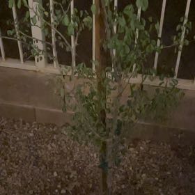 Photo of the plant species Guamuchil by @CaptainMum named Aria on Greg, the plant care app