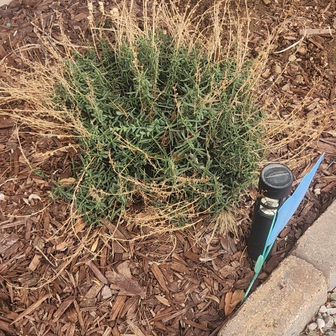 Photo of the plant species Kali tragus by @SpeedyCalendula named LiloStitch on Greg, the plant care app