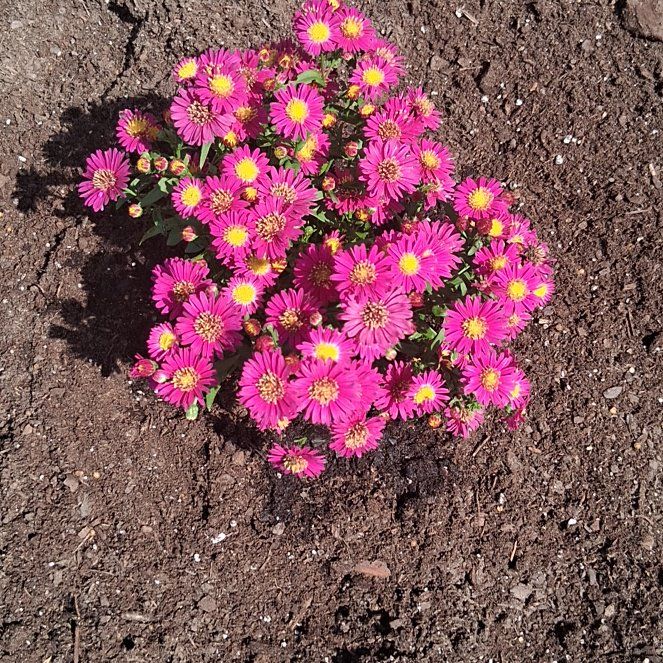 Photo of the plant species Showy Dewflower by @PureTievine46 named Dax on Greg, the plant care app