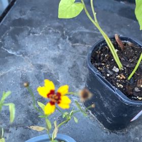 Photo of the plant species Atkinson's Tickseed by @FunnySalsa92 named Tree Diddy on Greg, the plant care app