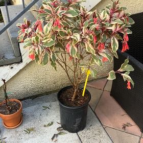 Photo of the plant species Firecracker Fuchsia by @ReassuringCorn8 named Dax on Greg, the plant care app