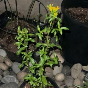 Photo of the plant species Mexican Tarragon by @gardenpeach named Kendall on Greg, the plant care app