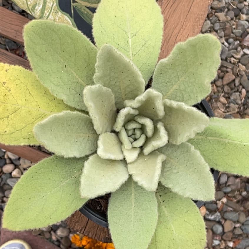 Photo of the plant species Mullein by @gardenpeach named Sir Plancelot on Greg, the plant care app