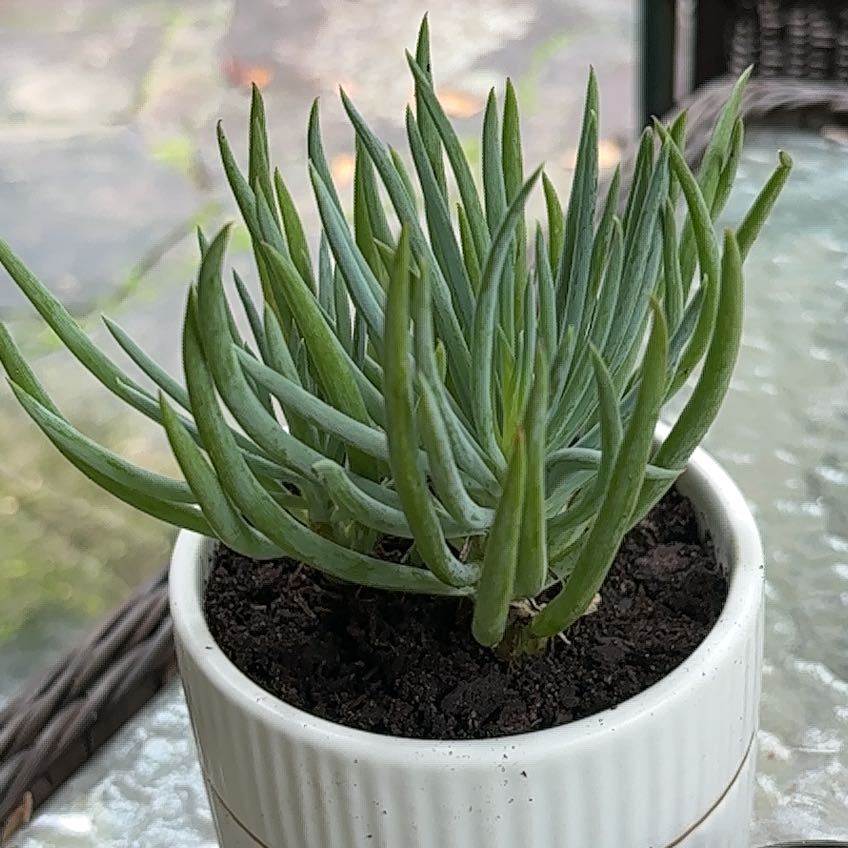 Photo of the plant species Senecio vitalis 'Viper' by @ExecLovevine26 named Austen on Greg, the plant care app