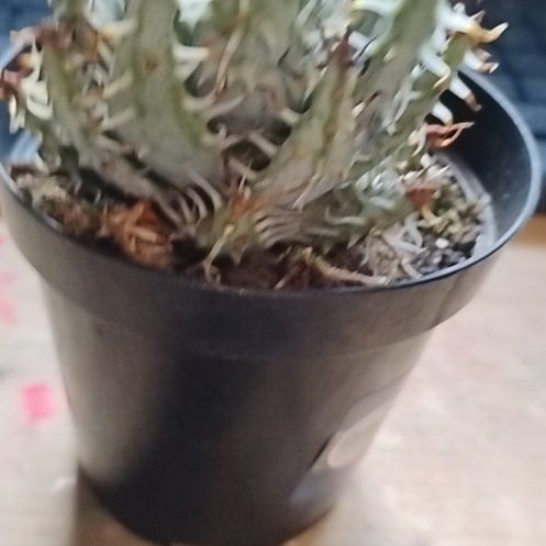 Photo of the plant species Aloe Erinacea by @ArtisanCat24 named Fernie Mercury on Greg, the plant care app