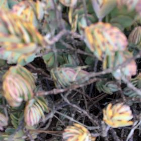 Photo of the plant species Milky Widow's Thrill by @CentralMira62 named Anne on Greg, the plant care app