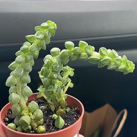 Photo of the plant species Columnar Peperomia by @courtgracefaith named Sol on Greg, the plant care app