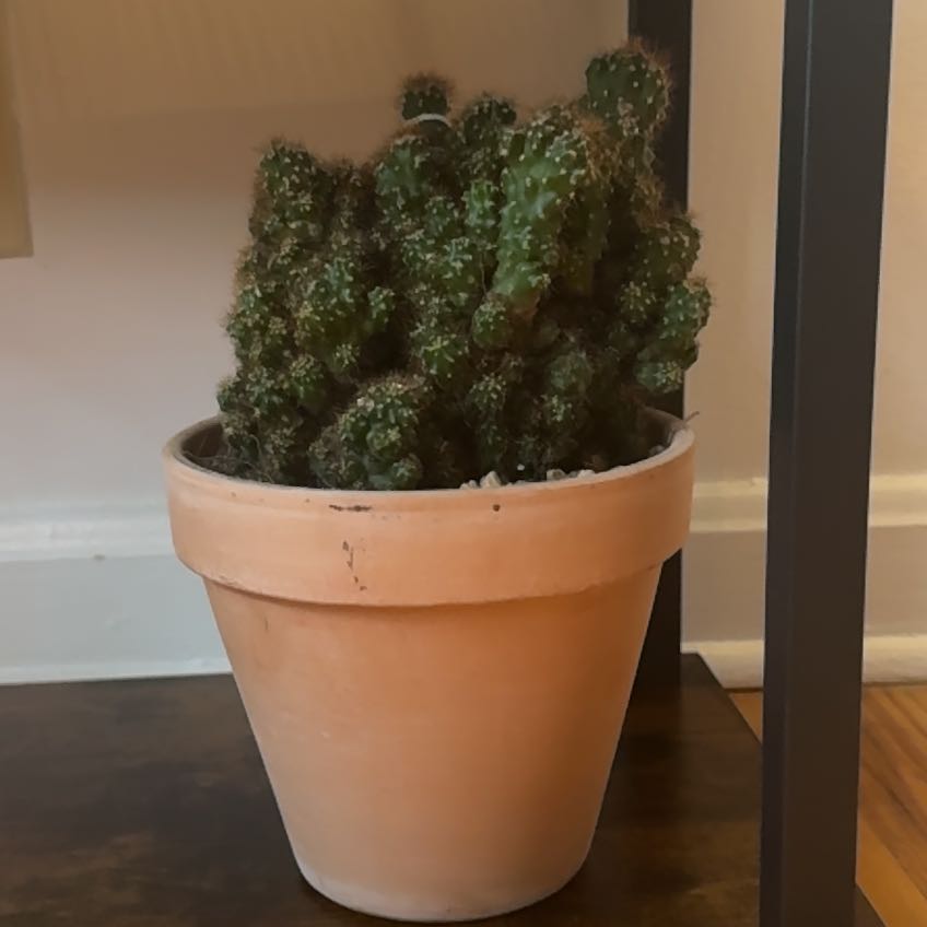 Photo of the plant species Pineapple Cactus by @ChosenPandan67 named Coco on Greg, the plant care app