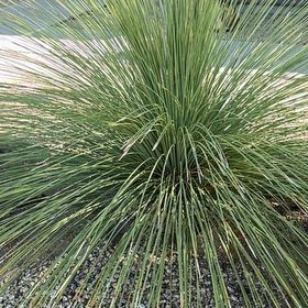 Photo of the plant species Silver Tussock by @PetPansy24 named Navajo on Greg, the plant care app