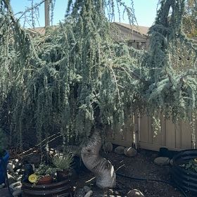 Photo of the plant species Atlas Cedar by @HipKanono7 named Lebron on Greg, the plant care app