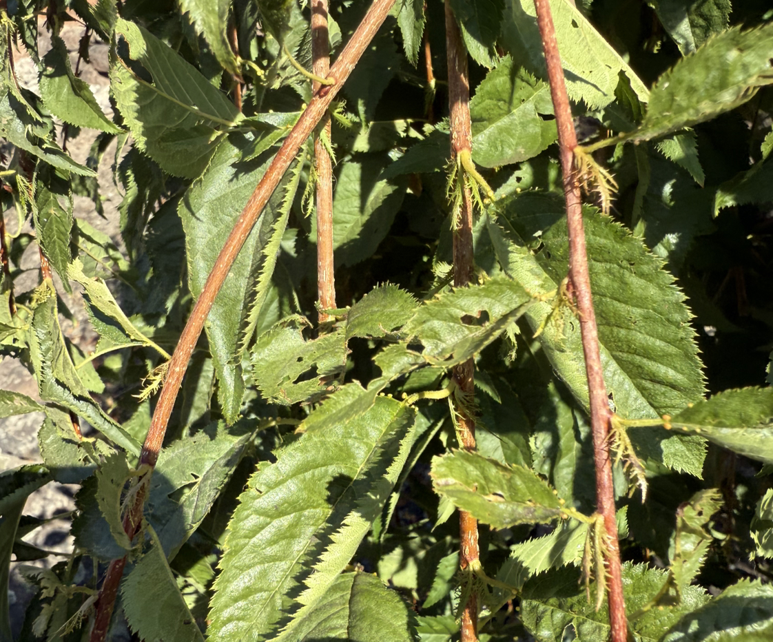 Photo of the plant species Common Dogwood by @HipKanono7 named Orlando Bloom on Greg, the plant care app