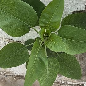 Photo of the plant species Tree Tobacco by @DestinedSaguaro named Fernie Saunders on Greg, the plant care app