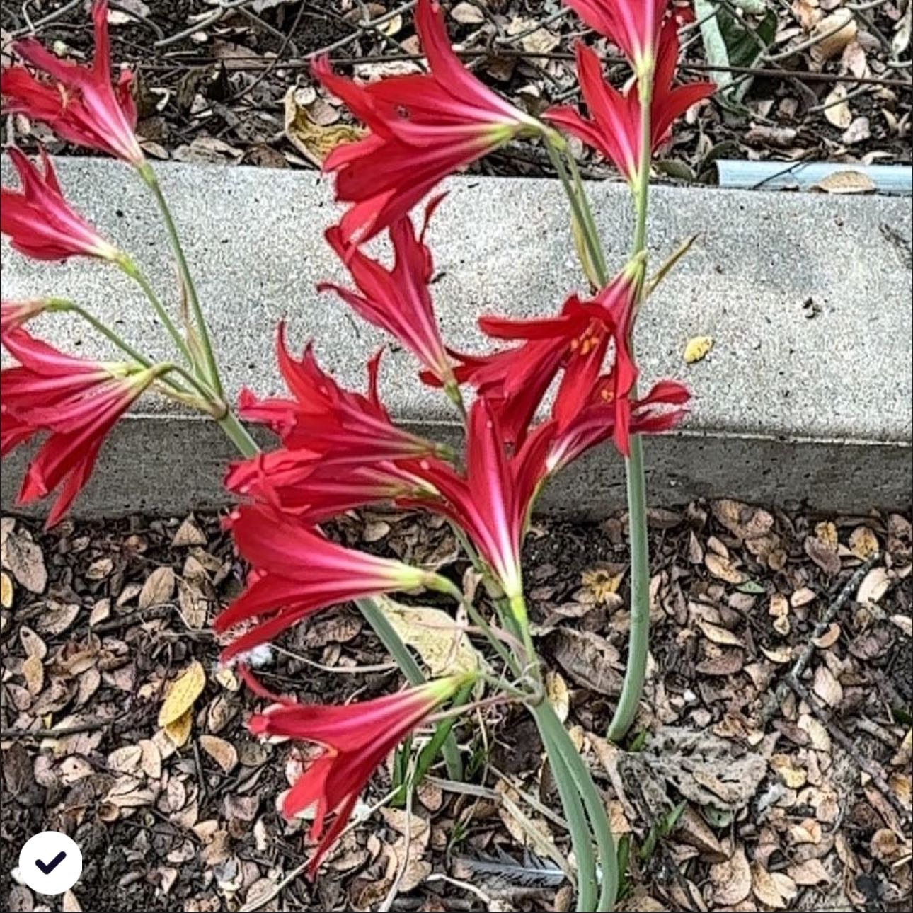 Photo of the plant species Schoolhouse Lillies by @Aleah.keith named Schoolhouse lillies on Greg, the plant care app