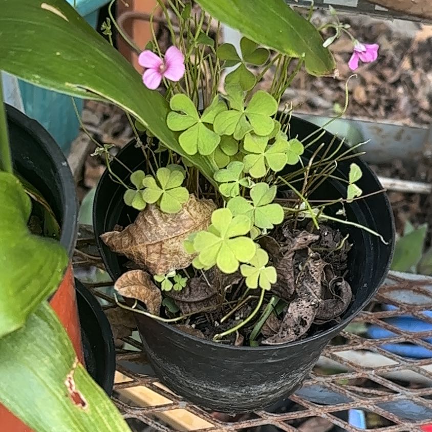 Photo of the plant species Jointed Woodsorrel by @Aleah.keith named Jointed woodsorrel on Greg, the plant care app