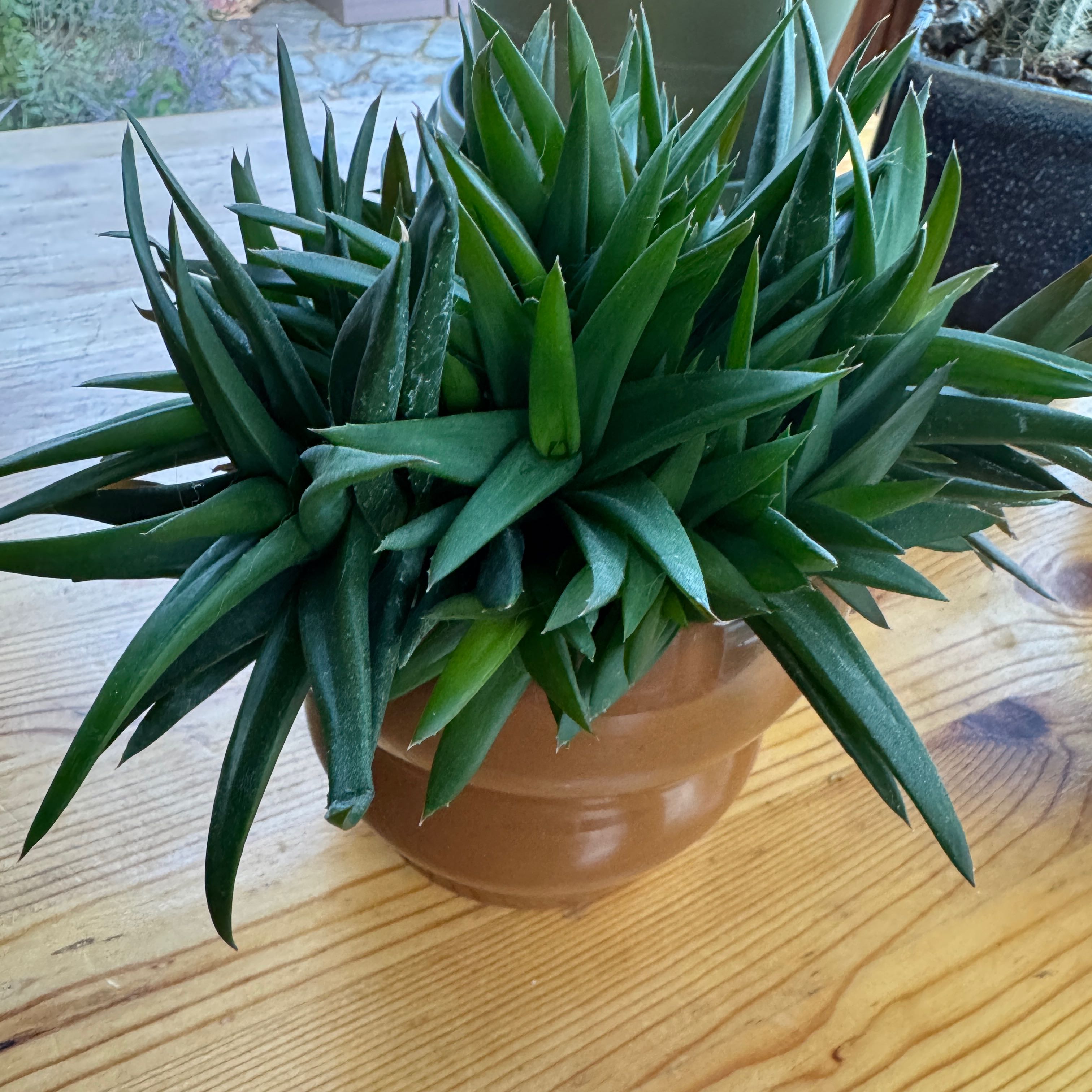 Photo of the plant species Alworthia 'Black Gem' by @kgp named Spruce Lee on Greg, the plant care app