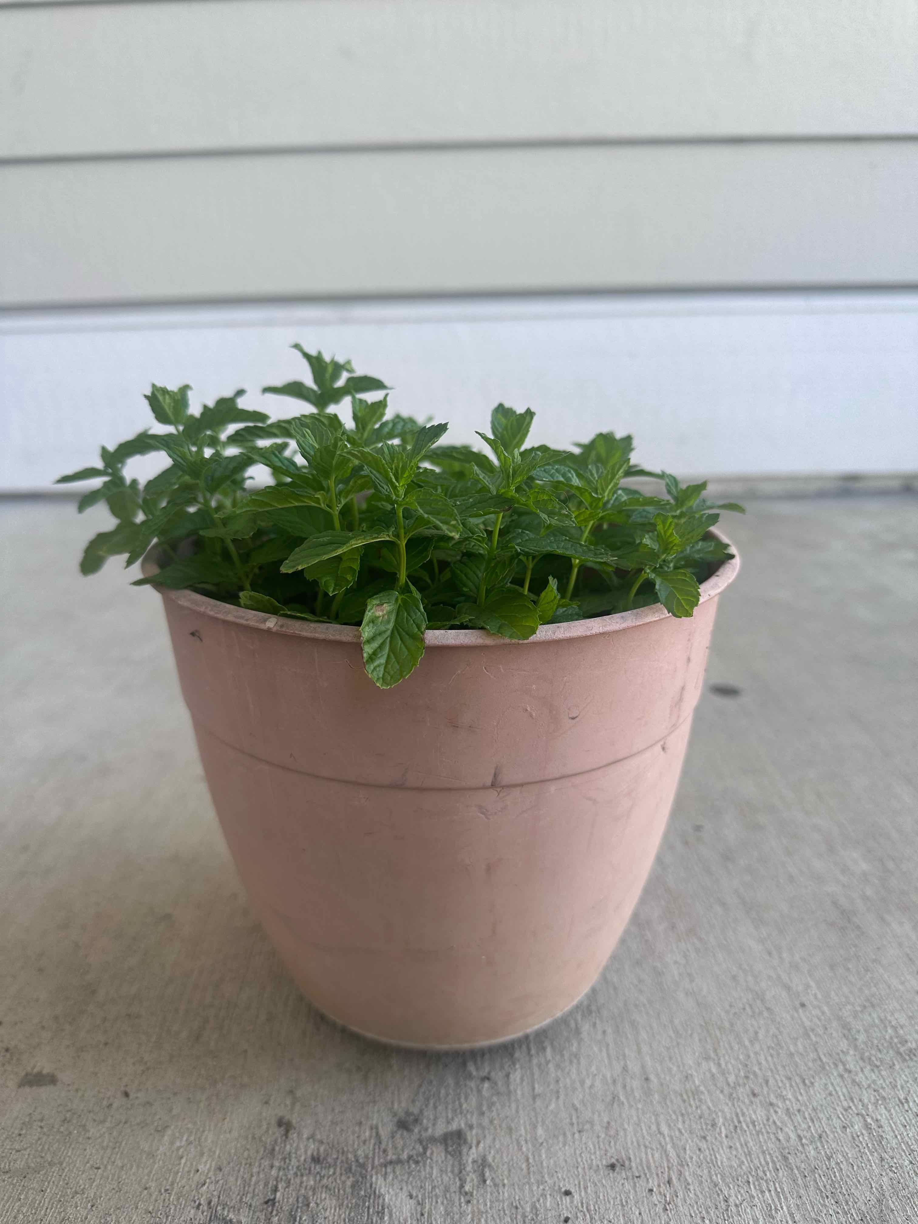 Photo of the plant species Mint plant by @Pholipio named Kylie on Greg, the plant care app