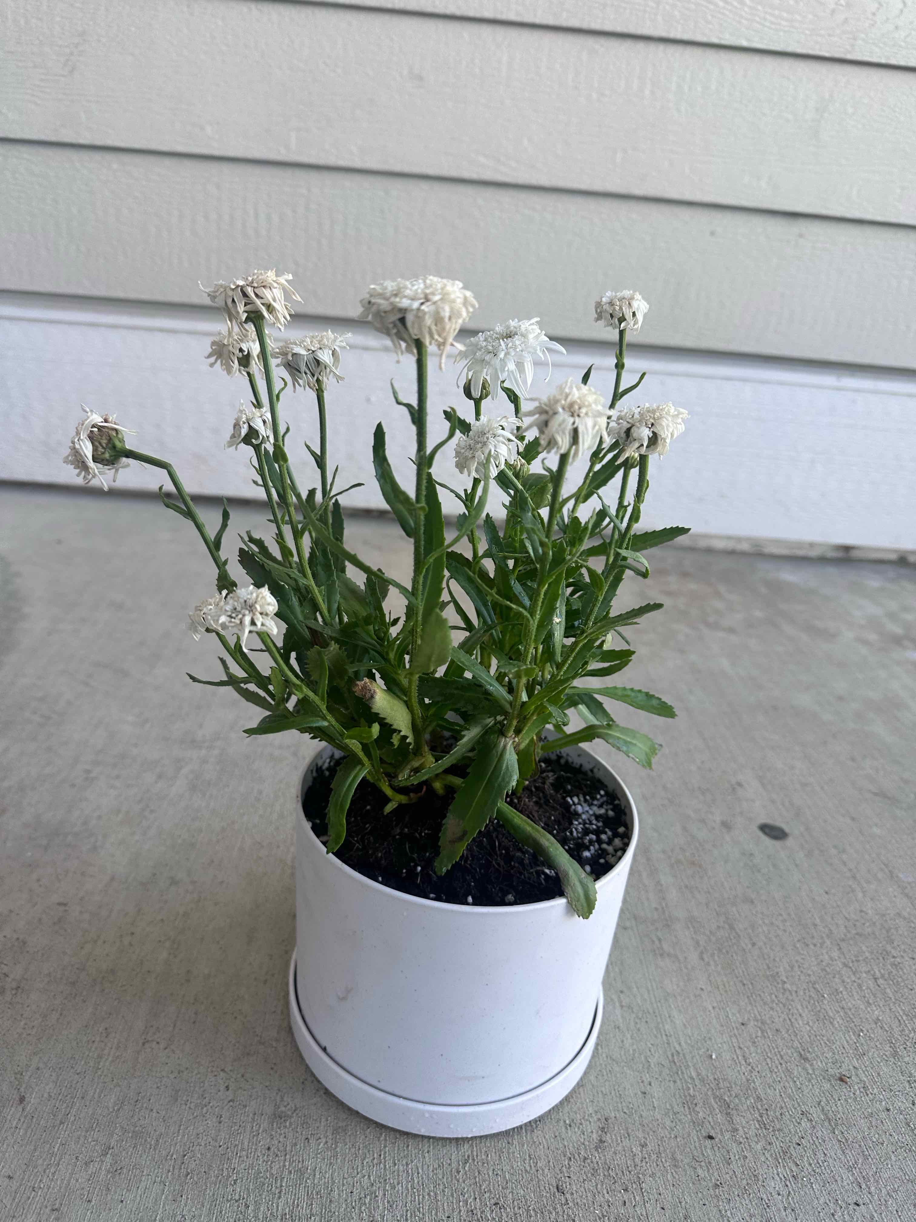 Photo of the plant species Shasta Daisy by @Pholipio named Denali on Greg, the plant care app