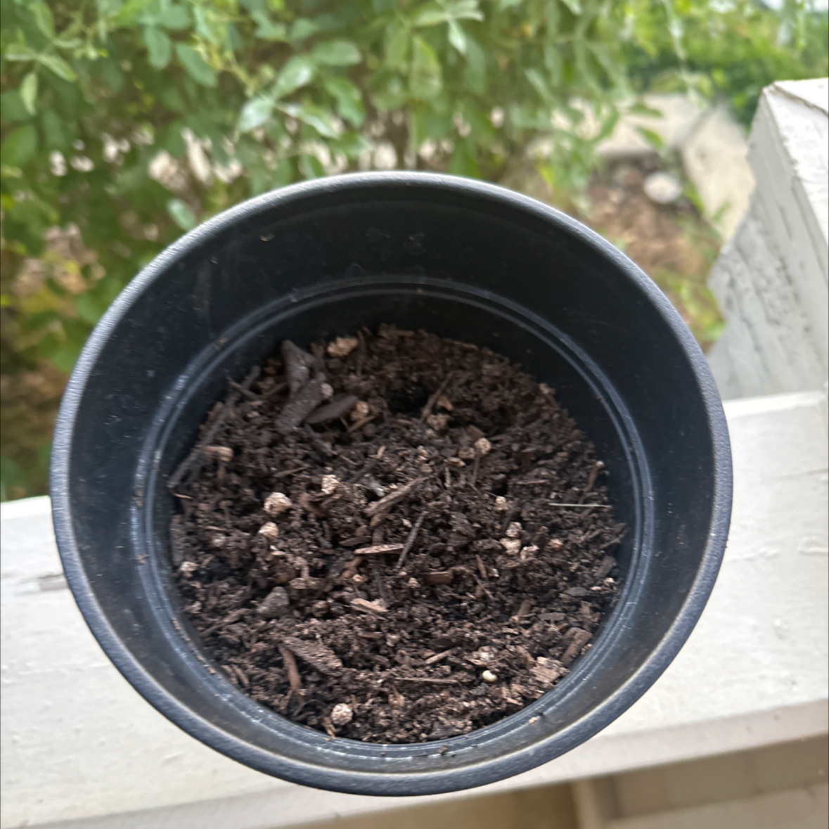 Photo of the plant species Monterey Cypress by @Pholipio named Dark cypress on Greg, the plant care app