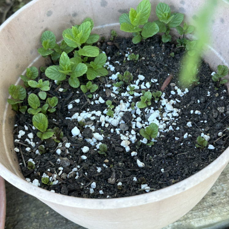 Photo of the plant species Mint plant by @Pholipio named Kylie on Greg, the plant care app