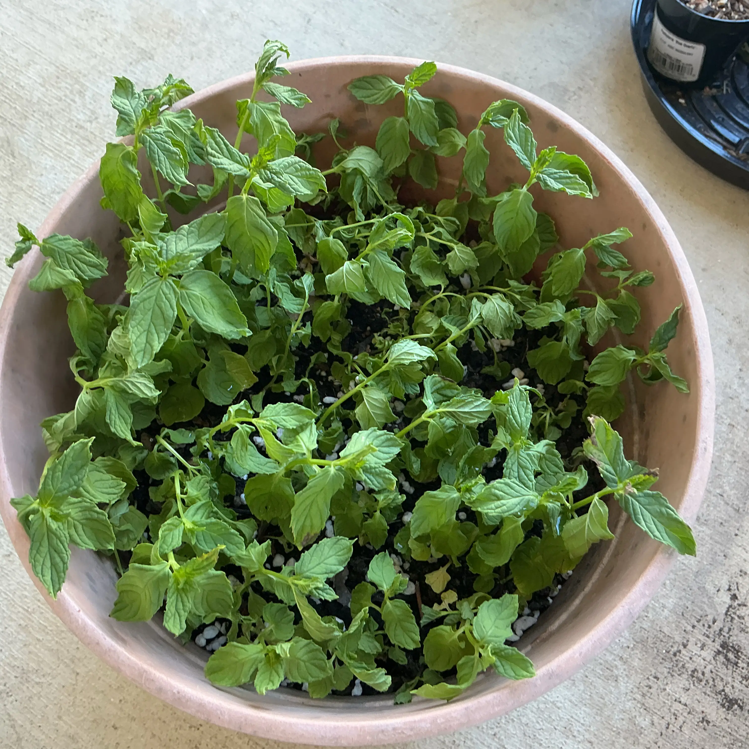Photo of the plant species Mint plant by @Pholipio named Kylie on Greg, the plant care app