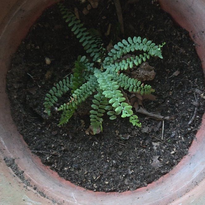 Photo of the plant species Ebony Spleenwort by @ClearCentro88 named Athena on Greg, the plant care app