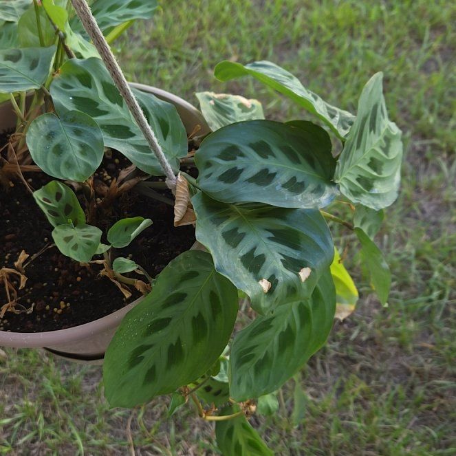 Photo of the plant species Rabbit Tracks by @HaptikFeedback named Rabbit Tracks on Greg, the plant care app