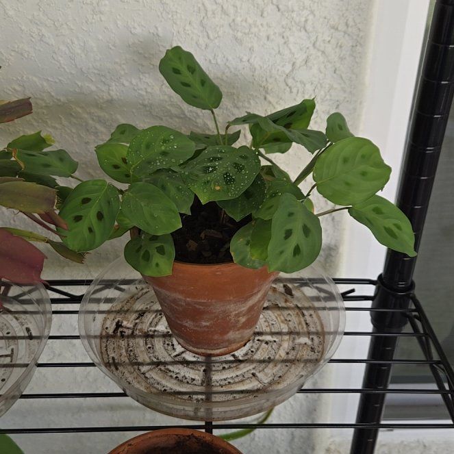 Photo of the plant species Rabbit Tracks by @HaptikFeedback named Rabbit Tracks III on Greg, the plant care app