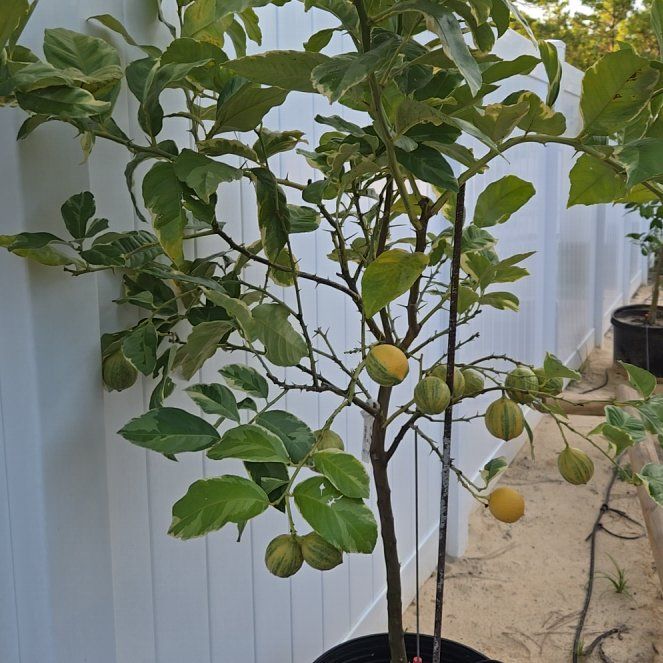 Photo of the plant species Variegated Pink Lemon by @HaptikFeedback named Pink Lemon on Greg, the plant care app