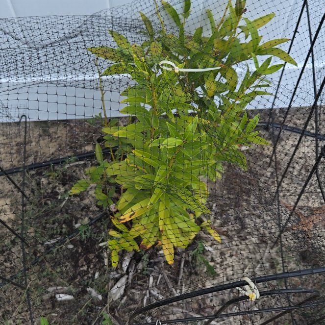 Photo of the plant species Pink Lemonade Blueberry by @HaptikFeedback named Pink Lemonade II on Greg, the plant care app