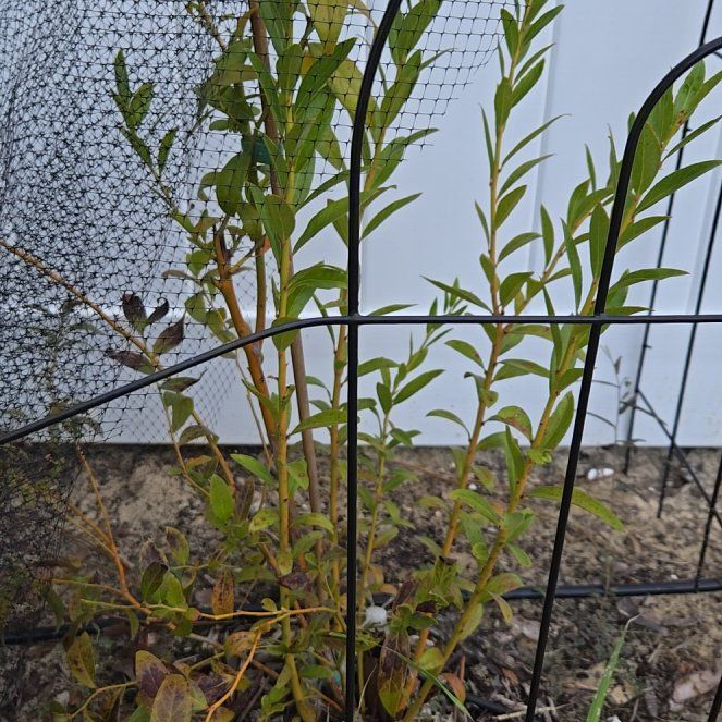 Photo of the plant species Pink Lemonade Blueberry by @HaptikFeedback named Pink Lemonade I on Greg, the plant care app